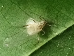 Ophiocordycipitaceae