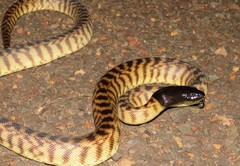 Aspidites melanocephalus