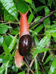 Indrella ampulla