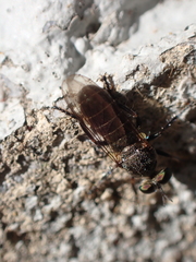 Atomosia puella