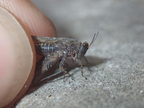 Cepero's ground-hopper
