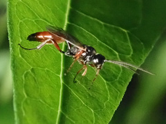 Phygadeuontinae