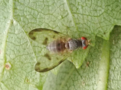 Palloptera umbellatarum
