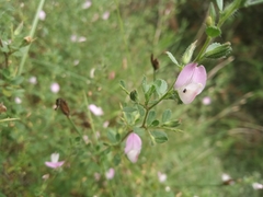 Ononis spinosa antiquorum