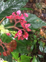 Image of Begonia tonduzii