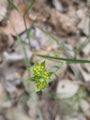 Bupleurum baldense