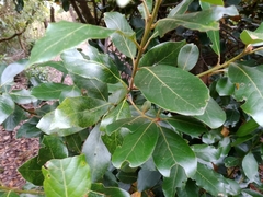 Laurus azorica