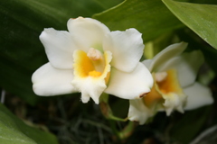 Bifrenaria harrisoniae
