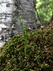 Botrychium tenebrosum