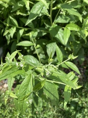 Lithospermum latifolium