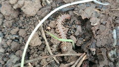 Harpogonopus confluentus