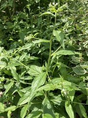 Lithospermum latifolium