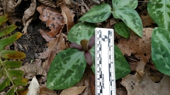 Trillium reliquum