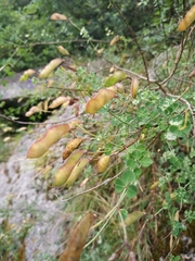 Cytisophyllum sessilifolium
