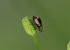 Axinotarsus pulicarius