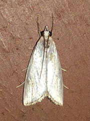 Urola nivalis