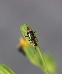 Axinotarsus pulicarius
