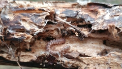 Harpogonopus confluentus