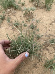 Schedonnardus paniculatus