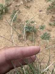 Schedonnardus paniculatus