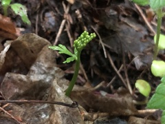 Botrychium angustisegmentum