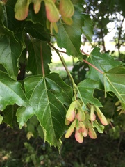 Acer ginnala