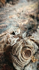 Protolophus singularis