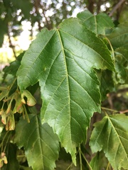 Acer ginnala