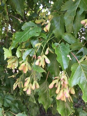 Acer ginnala