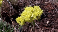 Eriogonum flavum