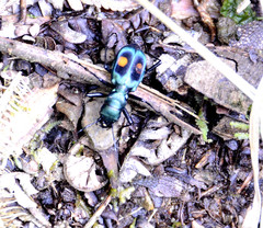 Pseudoxycheila chaudoiri
