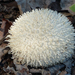 Long-spined Puffball - Photo (c) Linda Gail Price, some rights reserved (CC BY-NC), uploaded by Linda Gail Price
