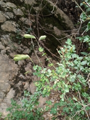 Cytisophyllum sessilifolium