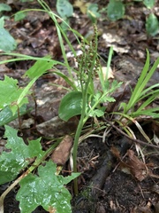 Botrychium matricariifolium