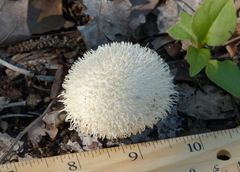 Lycoperdon pulcherrimum