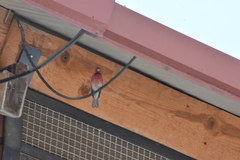 Haemorhous mexicanus