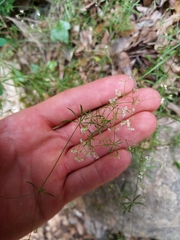 Galium pumilum