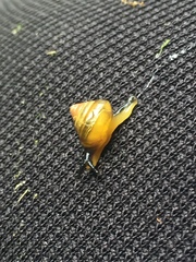 Habroconus
