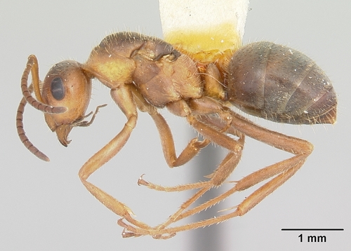Formica dirksiFormica dirksi