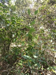 Lonicera implexa