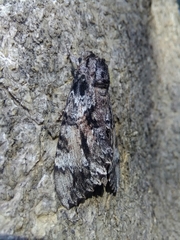 Isognathus rimosa