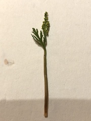 Botrychium angustisegmentum
