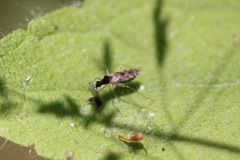 Dicyphus hesperus