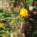 photo of Pot Marigold (Calendula officinalis)