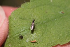 Dicyphus hesperus