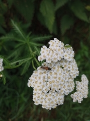 Stenurella melanura