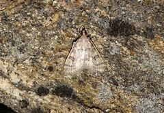 Udea bipunctalis