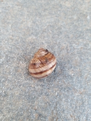 Helix figulina