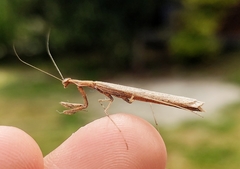 Bistanta mexicana