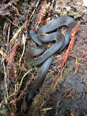 Amastridium veliferum